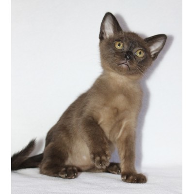 Brown Male Ready NOW