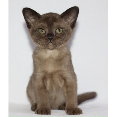 Brown Female Ready NOW!